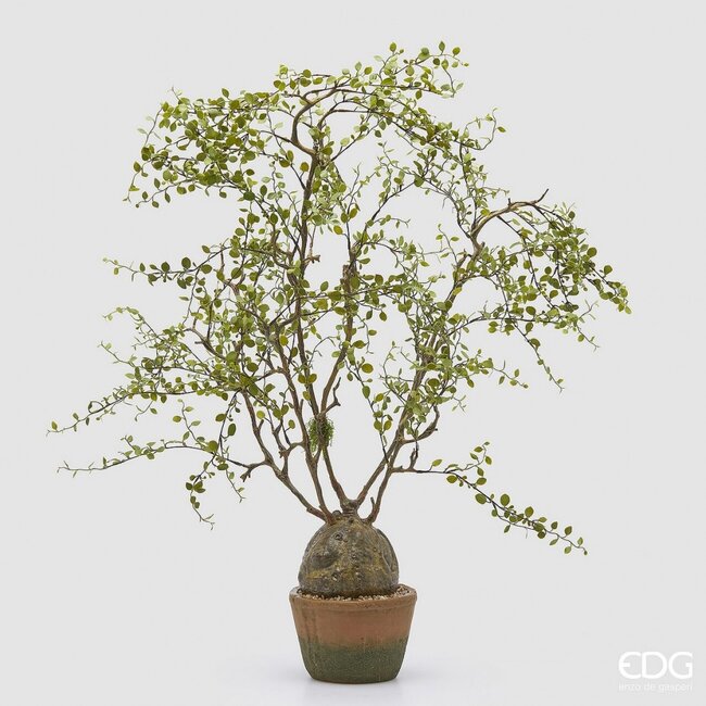 EDG Muehlenbeckia met pot H.86