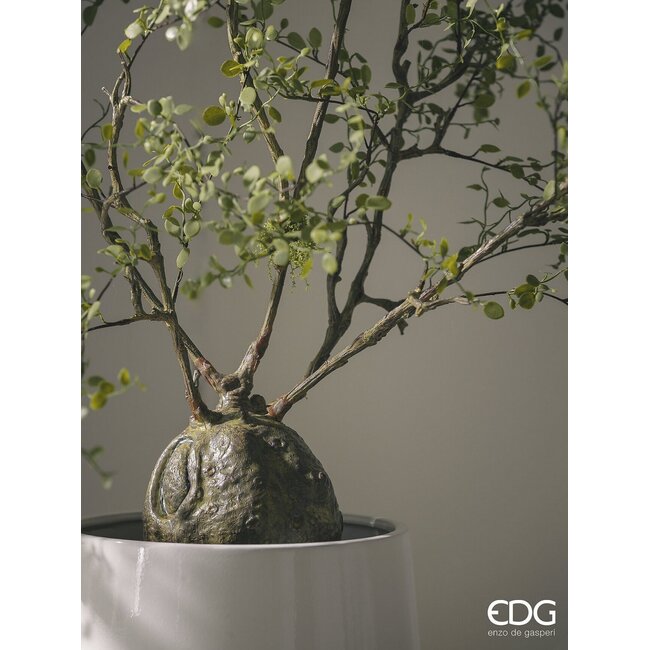 EDG Muehlenbeckia met pot H.86