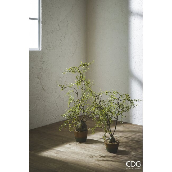 EDG Muehlenbeckia met pot H.86