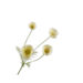 Silk-Ka COSMOS TAK GEEL LT 61 cm