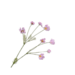 Silk-Ka COSMOS TAK ROZE LT 102 cm