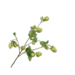 Silk-Ka HOP TAK GROEN 77 cm