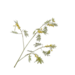 Silk-Ka MIMOSA TAK GL/GRN 96 cm