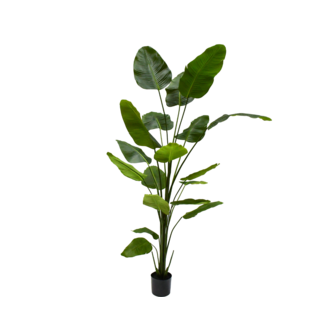 Silk-Ka STRELITZIA I/POT GROEN 240 cm
