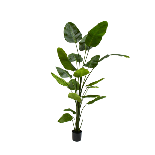 Silk-Ka STRELITZIA I/POT GROEN 240 cm