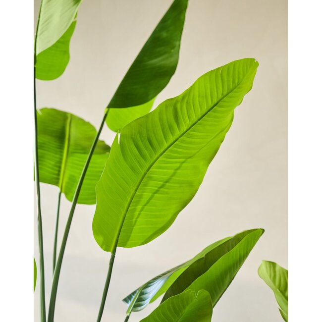 Silk-Ka STRELITZIA I/POT GROEN 240 cm