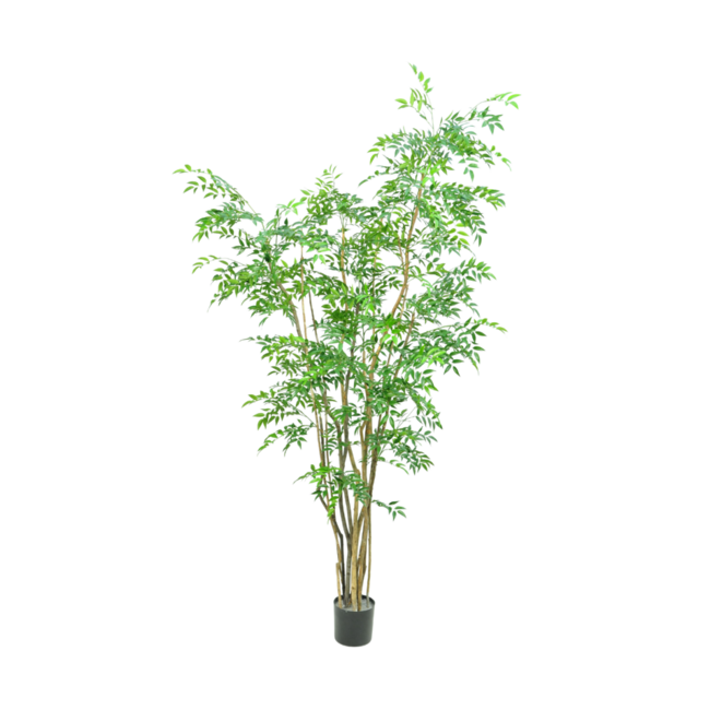 Silk-Ka RUSCUS I/POT GROEN 260 cm