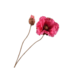 Silk-Ka KLAPROOS STEEL ROZE DK 82 cm