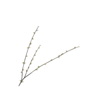 Silk-Ka PITTOSPORUM TAK GRN LT 85 cm Silk-Ka PITTOSPORUM TAK GRN LT 85 cm
