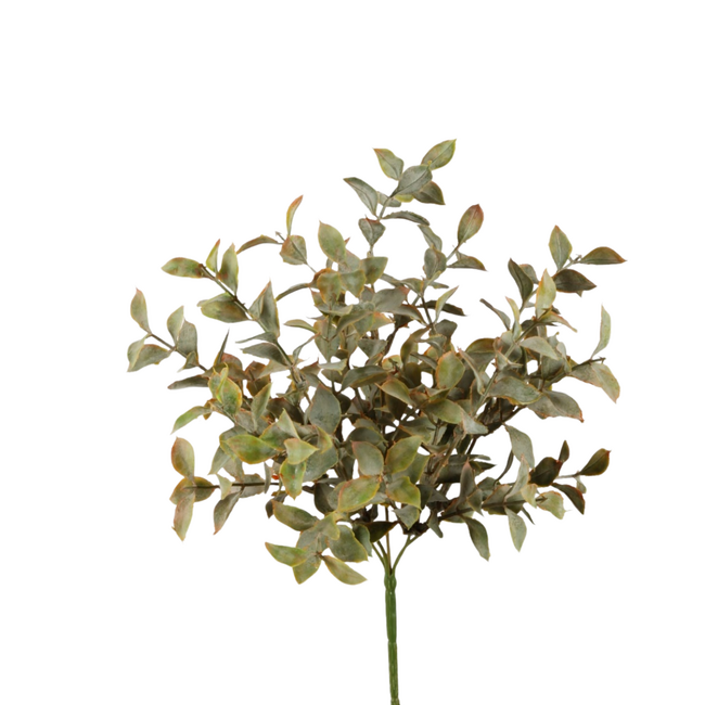 Saussurea Lappa Bush w/29lvs 30cm