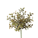 Saussurea Lappa Bush w/29lvs 30cm