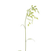 Grastak Chasmantium 95cm