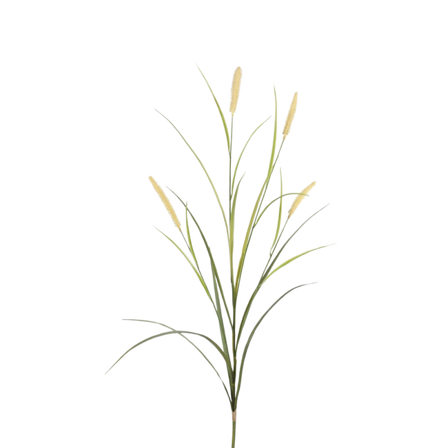 Grastak Cattail Grass Stem 155cm
