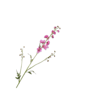 Silk-Ka DELPHINIUM TAK BEAUTY 101 cm