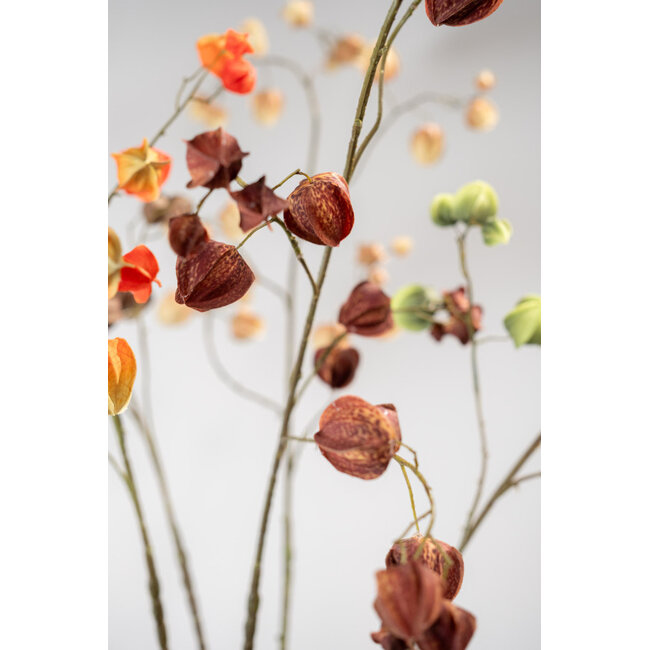 Silk-Ka PHYSALIS TAK ROOD/BRUIN 92 cm