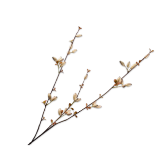 Silk-Ka ROZENBOTTEL TAK CREME 84 cm