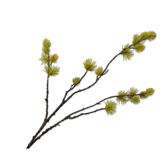 Silk-Ka DEN TAK GL/GRN 77 cm