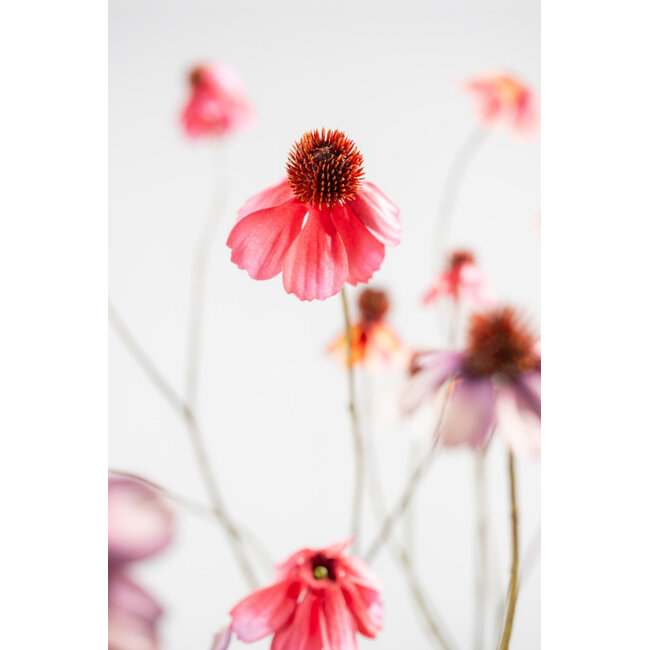 Silk-Ka RUDBECKIA TAK ROZE 95 cm