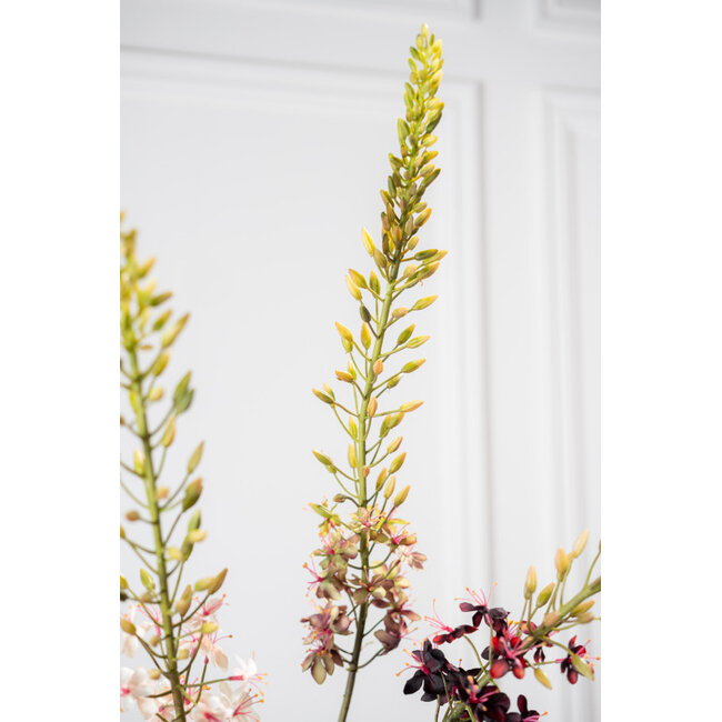 Silk-Ka EREMURUS STEEL PRS/GR 107 cm