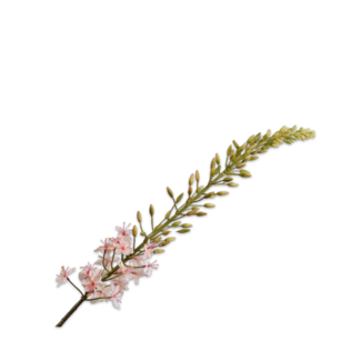 Silk-Ka EREMURUS STEEL PERZIK 107 cm