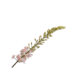 Silk-Ka EREMURUS STEEL PERZIK 107 cm