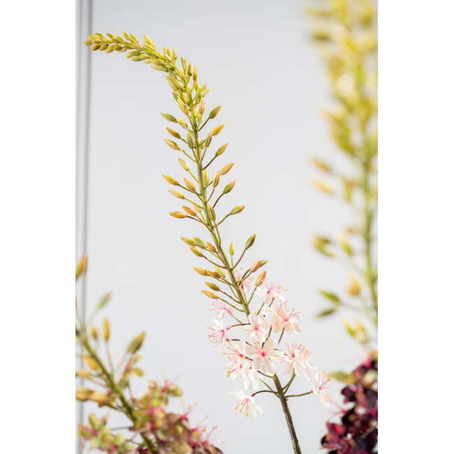 Silk-Ka EREMURUS STEEL PERZIK 107 cm
