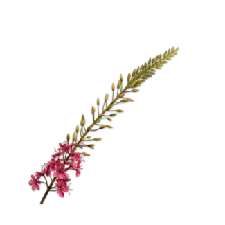 Silk-Ka EREMURUS STEEL ROZE 107 cm