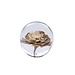 Light & Living Ornament Ø8x8 cm FLOWER glas crème