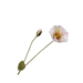 Silk-Ka KLAPROOS TAK CREME 74 cm