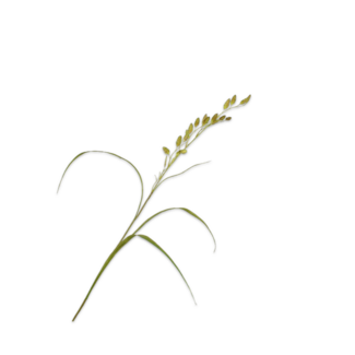 Silk-Ka GRAS TAK GROEN 108 cm