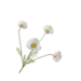 Silk-Ka COSMOS TAK WIT 61 cm