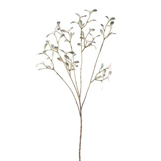 PTMD Leaves Plant Green mistletoe spray PTMD Leaves Plant Green mistletoe spray