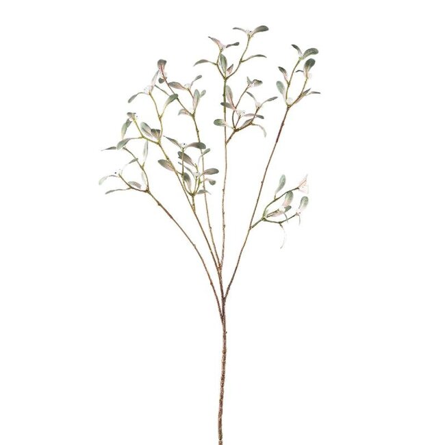 PTMD Leaves Plant Green mistletoe spray