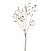 PTMD Leaves Plant Green mistletoe spray