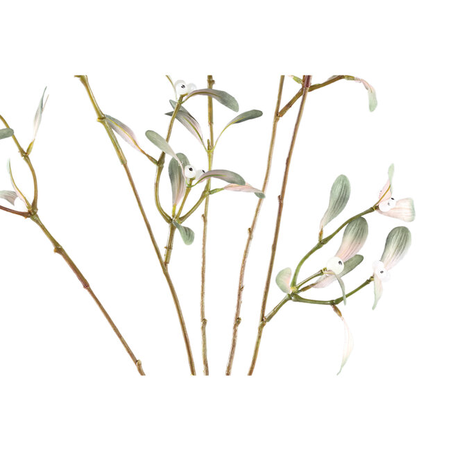 PTMD Leaves Plant Green mistletoe spray