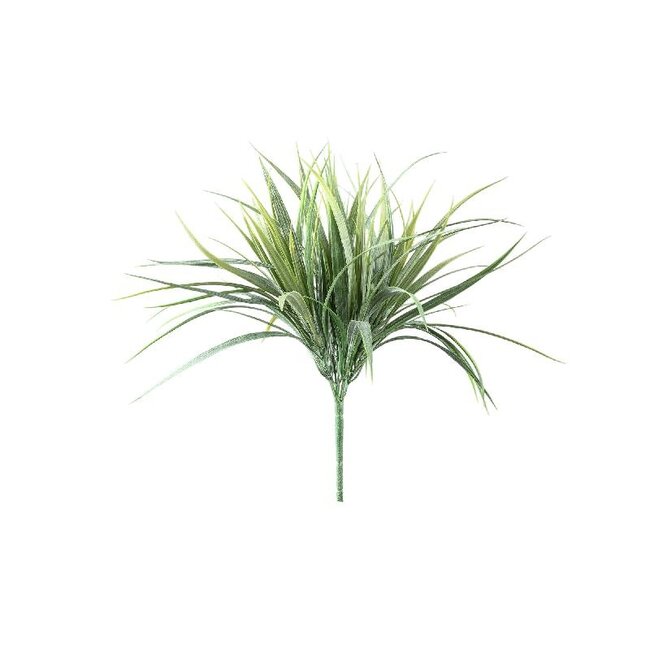 PTMD Leaves Plant Green field grass bush