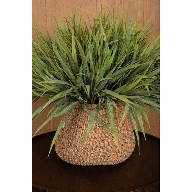 PTMD Leaves Plant Green field grass bush