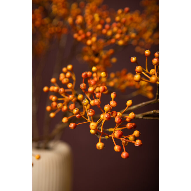PTMD Berry Plant Rosehip orange hanging berry