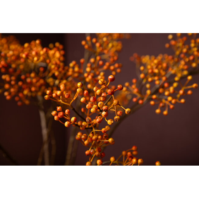 PTMD Berry Plant Rosehip orange hanging berry