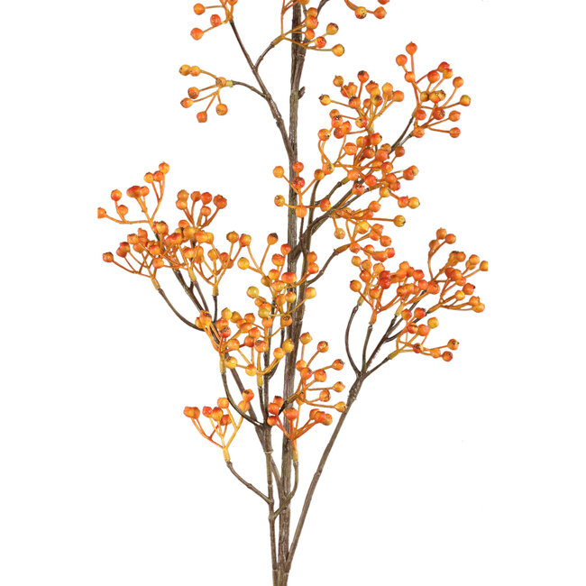 PTMD Berry Plant Rosehip orange hanging berry