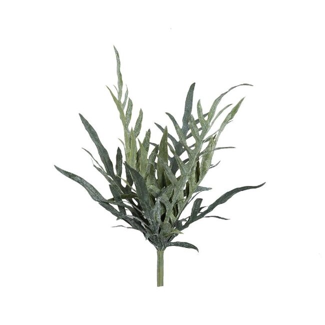 PTMD Fern Plant Green java fern bush S