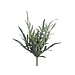 PTMD Fern Plant Green java fern bush S