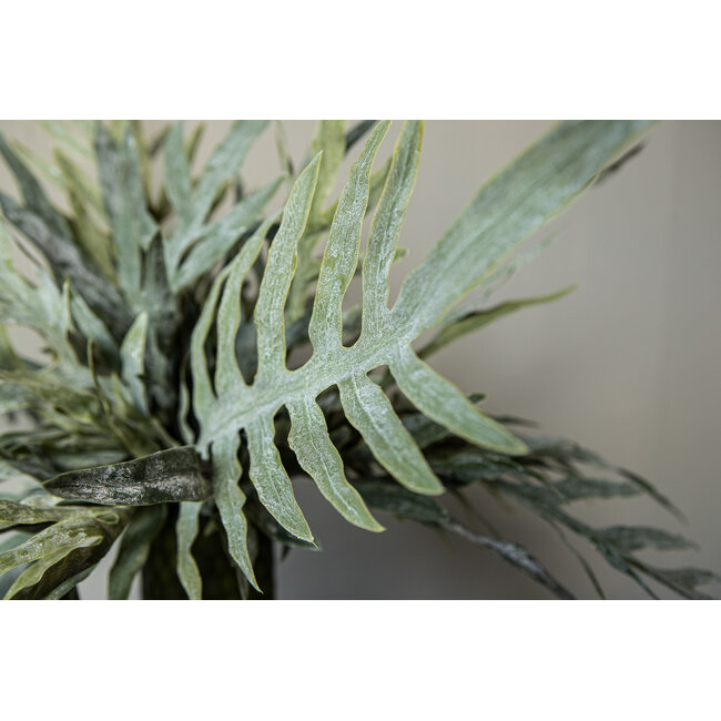 PTMD Fern Plant Green java fern bush S