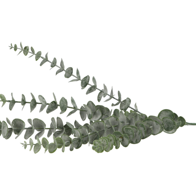Daan Kromhout Eucalypthus tak 77cm kunst