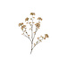 Zijden Hortensia Light Coffee