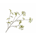 Silk-Ka ESDOORN TAK GROEN 126 cm