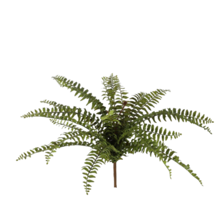 Fern Bush 58cm