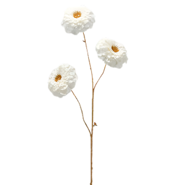 EDG Zinnia Gambo-Oro Ramo (Wit met Goud - 78 cm)