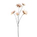 PTMD Dahlia Flower Beige 5 flower dahlia spray