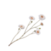 Silk-Ka RANONKEL TAK CREME 93 cm